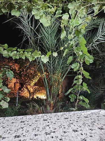 Xurma (palma) ağacı – dekorativ və meyvəli - Bitki növü: Xurma