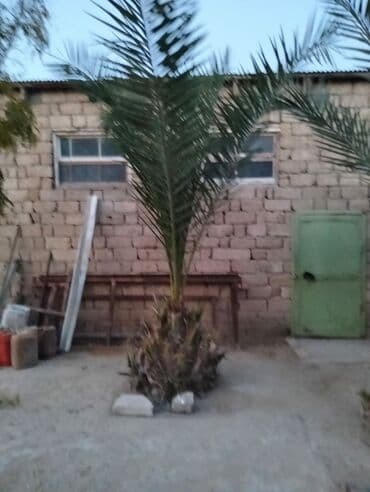 Bitkilər: Xurma palmaları – dekorativ landşaft ağacları - Növ: Xurma (phoenix — 2