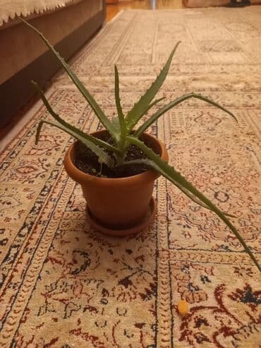 Aloe vera saksı bitkisi - Növ: Aloe vera (sukkulent) - Qab: Klassik