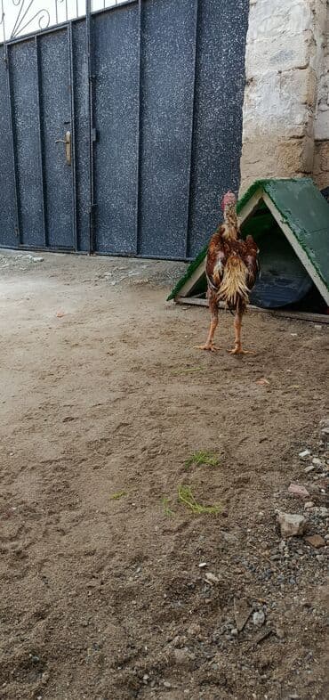 Akvariumlar: Çu şamo heyvan tüləkdi quyruğ boyunu 1 yaş 2 ayliğ civarındadı hündür — 5