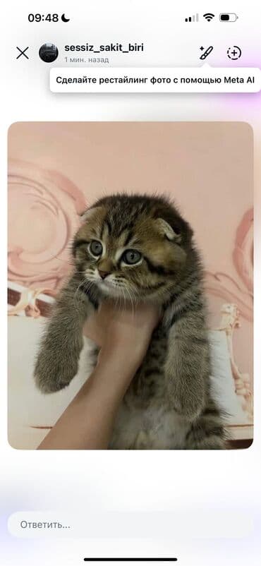 pers pişiyi: Cins Paroda pişikləri. Şotland, Britan, Pers. Rəngləri də cür bə cür — 4