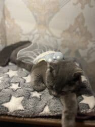 maykonq pişiyi: Şotland yastı qulaq — 3