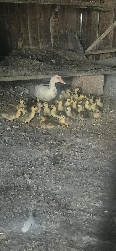 Misk ördəyi balaları (indo ducklings) - Cins: Misk (indo) ördəyi -