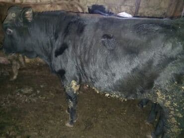 10 baş əl danasi — 3