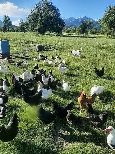 serebris colpalar: Salam Oğuz rayonu Xaçmaz kəndində yerləşir, heyvanlar tam sağlamdır — 5