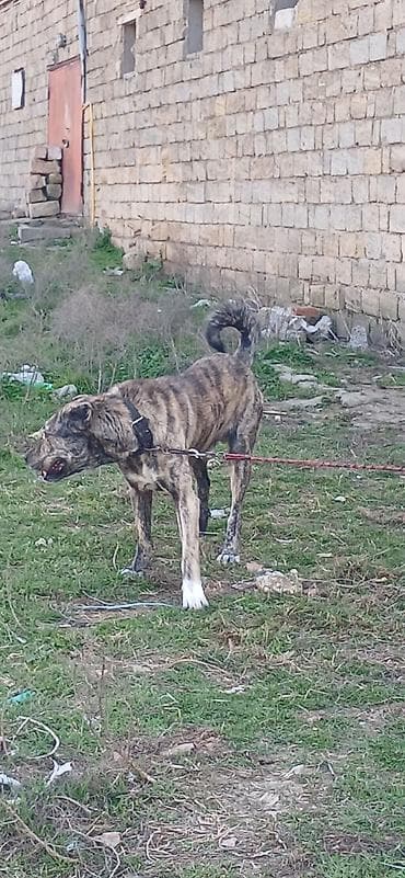 Digər heyvanlar: Qurdbasar, 2 il, Erkek — 9