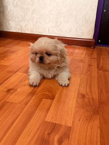 doyus itleri: Pekines, 2 ay, Erkek, Ünvandan götürmə — 7