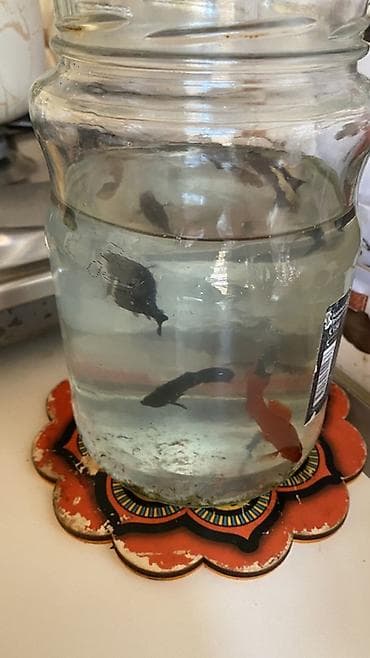 balığı: Tam hazır akvarium içərisinə daxildir:6 balıq 3 ü guppy 3 ü molly (1 — 6