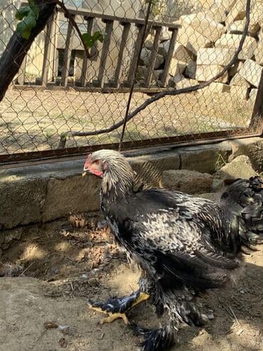 3 toyuq 3 gune 3 yumurta: Toyuq, Brama, Damazlıq — 3