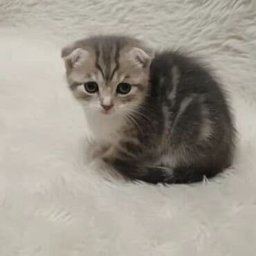 pişik tualet: Şotland yastı qulaq, Dişi, Ünvandan götürmə — 1