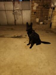 çau çau iti: 9 месяцев, Самка, Платная доставка — 6