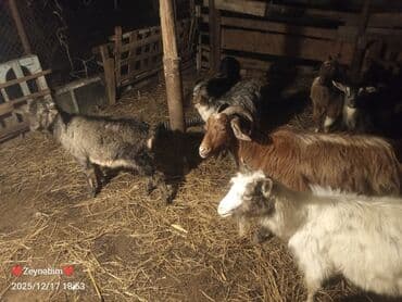 Inəklər, öküzlər: 7 bas disi damazliga yararli elde saxlanan tam saglam keci cepis — 9