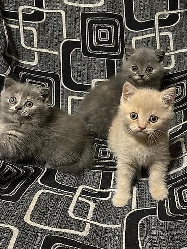 Pişiklər: Britan, Erkək, Dişi, Yaxşı əllərə, Rayonlara çatdırılma, Ünvandan götürmə, Pulsuz çatdırılma — 6