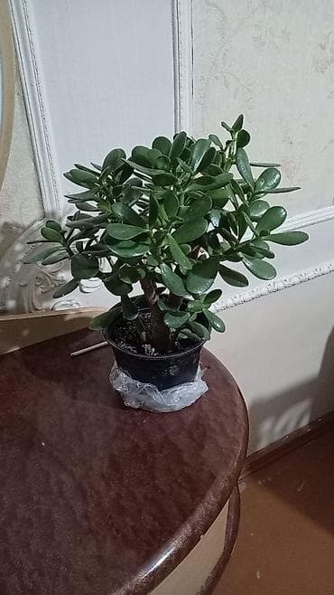 kişi otaq şap şapları: Satılır: otaq bitkiləri (2 ədəd) 1) Pul ağacı – Crassula ovata - — 1