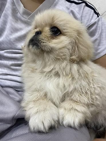 pitbull iti satilir: Pekines — 2