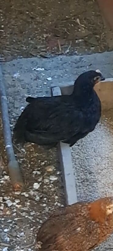 sumqayit toyuq: Toyuq, Damazlıq, Ünvandan götürmə — 1