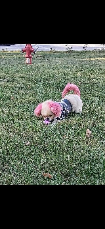 itlə: Məhsul: Kiçik itlər üçün isti qış gödəkçəsi Təsvir: - Kiçik ölçülü — 1