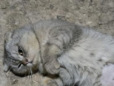 Şotland, Erkək, Yaxşı əllərə, Ünvandan götürmə, Ödənişli çatdırılma