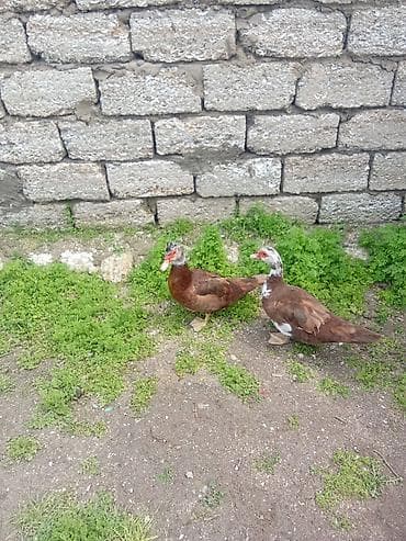 ördek balasi: Üç dene ordey satılır kirasnadara üç bir yerde 75 manat sonu 70 - — 2