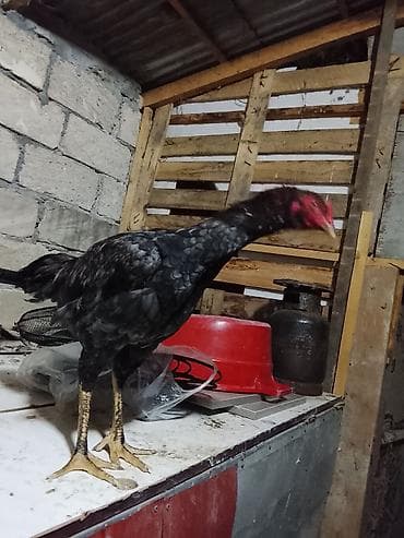 it qiz sekilleri: Toyuq, Pavlov, Damazlıq, Ünvandan götürmə — 2
