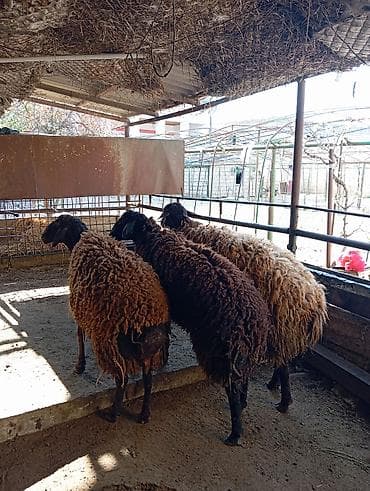 qoyun barter: Salam ünvan Bakıin maştağa kendi obşi 3 baş əsil damazliq üçün qoçlar — 1