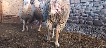 qoyun quyrugu: Boğaz toğlular biri yelinləyib. Göyçay rayon Cəyirli kəndindədi — 2