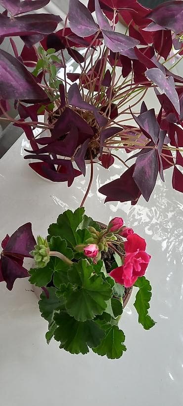 Satılır: otaq gülləri kolleksiyası - Sardunya (Pelargonium) – bir