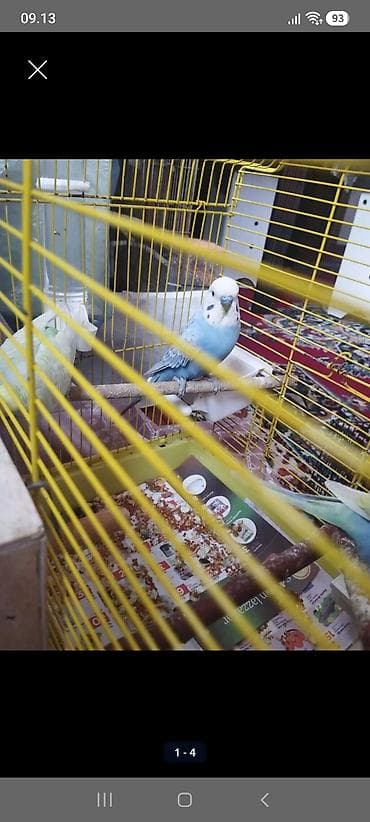 Quşlar: 3 çüt tergitme tutuqusulardir her birinin altında bala ve yumurta var — 5