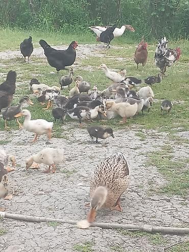 ev itləri ucuz: Qaz balaları 2ayliq ördək balaları 2ayliq.Səkildə gördükləriniz — 3