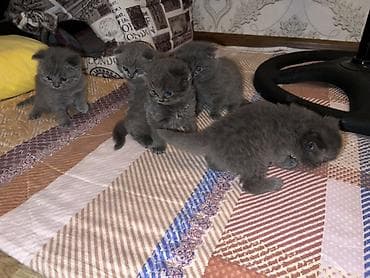 it pişik: Britan, Erkək, Dişi, Yaxşı əllərə, Ünvandan götürmə — 4