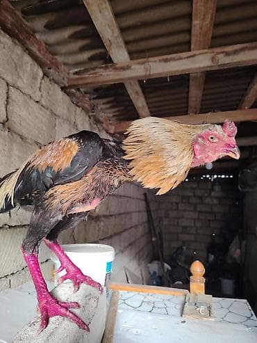 heyvan bazari tap az: Salam heyrati xoruzu satilir yaş yarımlıq heyvandı əsl damazligdi — 10