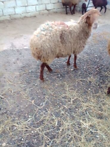 ana bala qoyun: Qoyun satılır istəyən olsa yazsın video sun atım baxın real alıcıya — 7