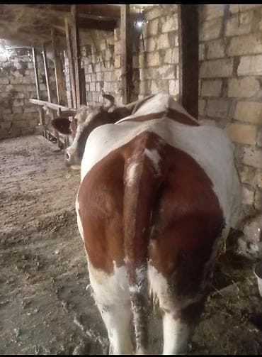 Dişi, il: 3, 600 kq, Südlük, Ünvandan götürmə