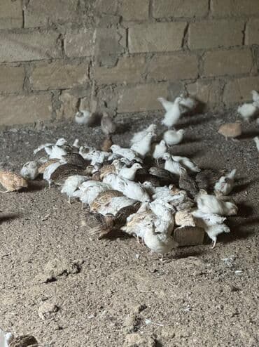 bildirçin az: Satılır: bildirçin sürüsü - Cinslər: ağ, qəhvəyi və qarışıq rəngli — 2