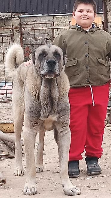 dişi: Kanqal ailəsi satilir Erkək 3 yaş dişi 18 ay kuçuk 2 ay ciddi şəxslər — 2