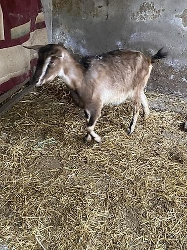 Собаки: Bogaz alpin — 3