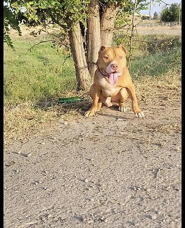 itlə barter: Pitbul, 1 il, Erkək, Peyvəndli, Ünvandan götürmə — 1