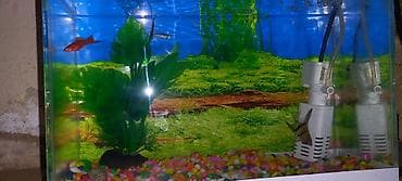 akvarium kompressor: Akvaryum dəsti - Şüşə akvaryum – kompakt ölçülü, düz künclü, şəffaf — 4