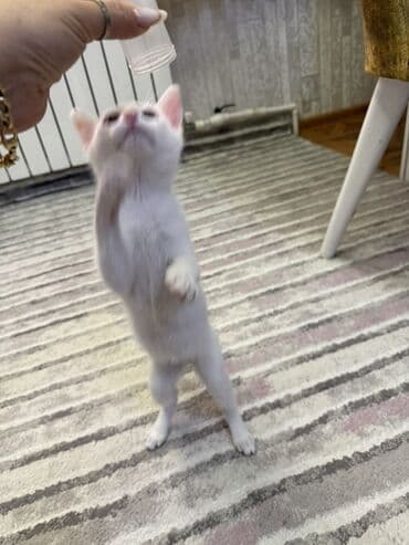 Van, Dişi, Yaxşı əllərə