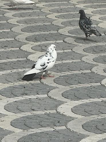 satiliq inekler: Goyercinler satilir 20 ya 22 denedi hamsi nisanli quslardi kom sekilde — 6