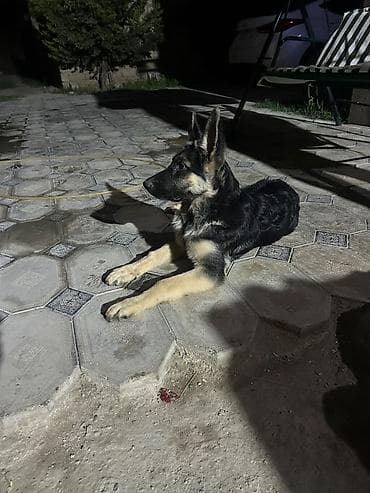 qazel heyvan: Alman çoban iti, 4 ay, Erkək, Peyvəndli, Ünvandan götürmə — 4