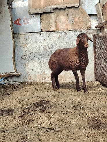 it adlari erkek: Qala Erkey quzusu tam sağlam 70 günlükdü qoçluğa yarıyır — 1