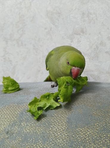 eşşək şəkilləri: Məhsul: Yaşıl Halsiz İsgəndər tutuquşusu (Ringneck Parakeet) Təsvir — 2