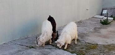 Salam saglam arpa yonca yeyen heyvanlardı real alıcılar zeng vursun lalafo.az -da Salam saglam arpa yonca yeyen heyvanlardı real alıcılar zeng vursun