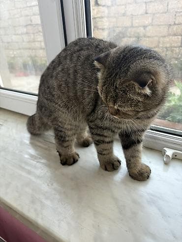 pisiylər: Şotland yastı qulaq — 3