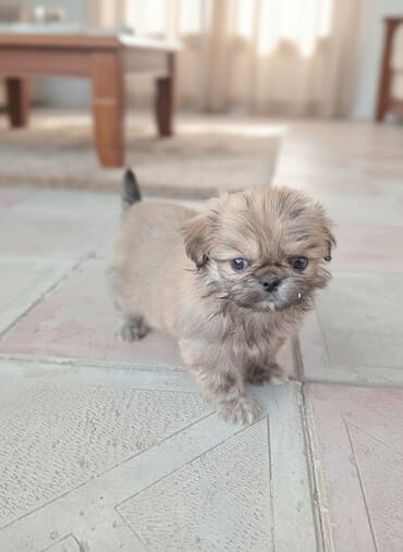 it şəkilləri: Pekines — 2