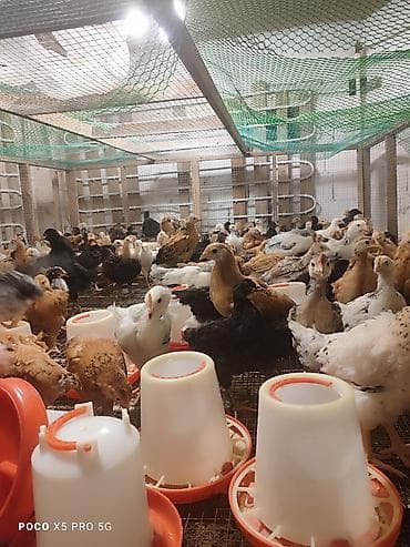 toyuq damı: Toyuq cücələri, Ətlik — 3