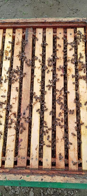 hinduşka satışı: 30 yeşi̇k sağlam ari ai̇ləsi̇ satilir karni̇ka və bakfast — 6