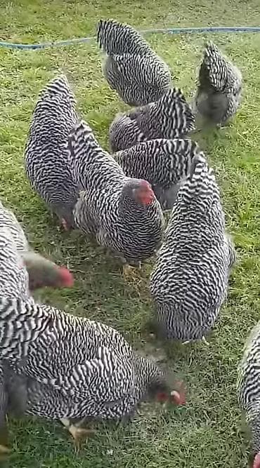 Toyuq, Australorp, Rahibə, Brama, Yumurtalıq, Pulsuz çatdırılma