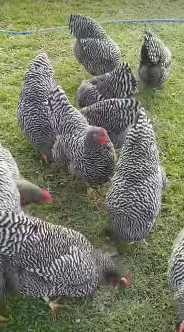 ev quslari satisi: Toyuq, Australorp, Rahibə, Brama, Yumurtalıq, Pulsuz çatdırılma — 2